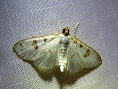 Palpita illibalis 169882043 by Annika Lindqvist. Used under a CC BY 4.0 license.