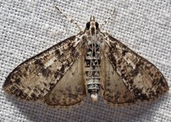 Palpita magniferalis by Jacy Lucier. Used under a CC BY-SA 4.0 license.