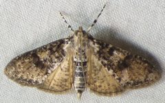 Palpita magniferalis 149525020 by kcthetc1. Used under a CC0 license.