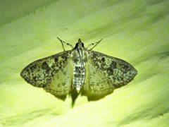 Palpita magniferalis 150607044 by Annika Lindqvist. Used under a CC BY 4.0 license.