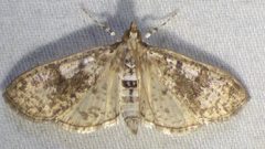 Palpita magniferalis 153941499 by kcthetc1. Used under a CC0 license.