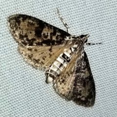 Palpita magniferalis 154569649 by henrya. Used under a CC0 license.