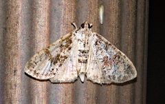 Palpita magniferalis 154775708 by psweet. Used under a CC BY-SA 4.0 license.