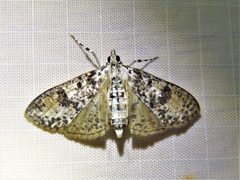 Palpita magniferalis 169828800 by Annika Lindqvist. Used under a CC BY 4.0 license.