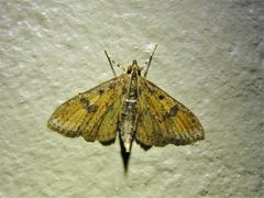 Palpita magniferalis 178133477 by Annika Lindqvist. Used under a CC BY 4.0 license.