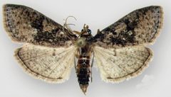 Palpita maritima1 by Sullivan JB, Solis MA. Used under a CC BY 3.0 license.