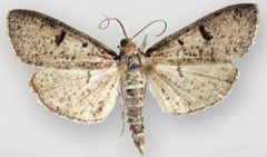 Palpita maritima2 by Sullivan JB, Solis MA. Used under a CC BY 3.0 license.