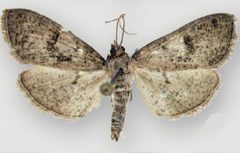 Palpita maritima3 by Sullivan JB, Solis MA. Used under a CC BY 3.0 license.