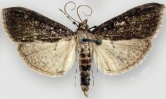 Palpita maritima4 by Sullivan JB, Solis MA. Used under a CC BY 3.0 license.