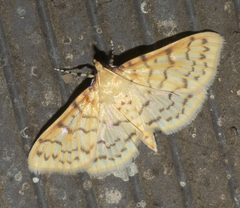 Polygrammodes flavidalis P1220687b by 
xpda. Used under a CC BY-SA 4.0 license.