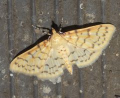 Polygrammodes flavidalis P1220688a by 
xpda. Used under a CC BY-SA 4.0 license.