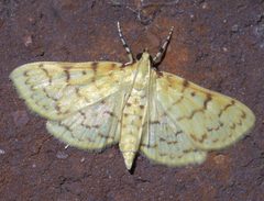 Polygrammodes flavidalis P1440413a by
xpda. Used under a CC BY-SA 4.0 license.