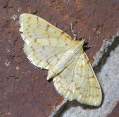 Polygrammodes flavidalis P1640049a by 
xpda. Used under a CC BY-SA 4.0 license.