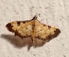 Ategumia ebulealis by iNaturalist user: drnancyjackson. Used under a CC BY 4.0 license.