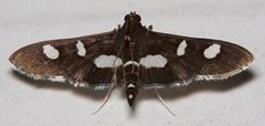 Desmia funeralis by Mike Boone. Used under a CC BY-SA 2.5 license.