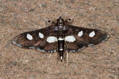 Crambidae- Desmia maculalis by Kristof Zyskowski &amp; Yulia Bereshpolova. Used under a CC BY 2.0 license.