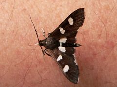 Desmia maculalis by Photo by Greg Hume (Greg5030). Used under a CC BY-SA 3.0 license.