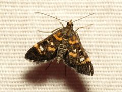 Diathrausta harlequinalis 11469842 by Katja Schulz. Used under a CC BY 4.0 license.