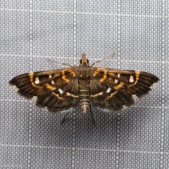 Diathrausta harlequinalis 27380271 by Ken-ichi Ueda. Used under a CC BY 4.0 license.