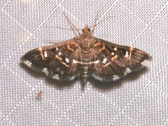 Diathrausta harlequinalis 46432056 by Laura Gaudette. Used under a CC BY 4.0 license.
