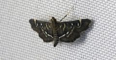 Diathrausta harlequinalis 60471028 by Dario. Used under a CC0 license.