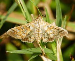 Epipagis fenestralis 154504800 by Wendy McCrady. Used under a CC BY 4.0 license.