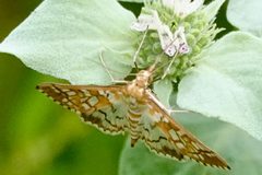Epipagis fenestralis 246870225 by Louise Woodrich. Used under a CC BY 4.0 license.