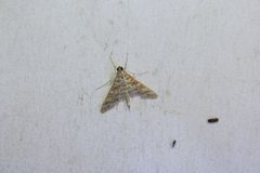 Epipagis fenestralis 251784072 by Teá Montagna. Used under a CC BY 4.0 license.