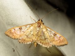 Mimorista subcostalis 10884394 by Katja Schulz. Used under a CC BY 4.0 license.