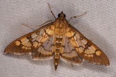 Mimorista subcostalis 191619535 by Chloe and Trevor Van Loon. Used under a CC BY 4.0 license.