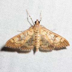 Mimorista subcostalis 999610 by Ken-ichi Ueda. Used under a CC BY 4.0 license.