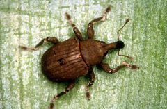 CSIRO ScienceImage 2703 Waterhyacinth weevil Neochetina bruchi by Entomology, CSIRO. Used under a CC BY 3.0 license.