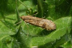 Nomophila nearctica-1 by Eugene Zelenko. Used under a CC BY-SA 4.0 license.