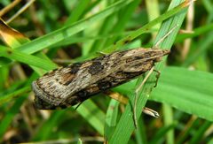 Nomophila nearctica 1 by Jacy Lucier. Used under a CC BY-SA 4.0 license.