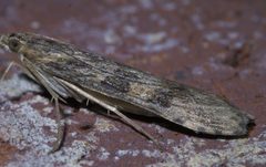 Nomophila nearctica P1400164a by 
xpda. Used under a CC BY-SA 4.0 license.