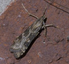 Nomophila nearctica P1400280a by 
xpda. Used under a CC BY-SA 4.0 license.