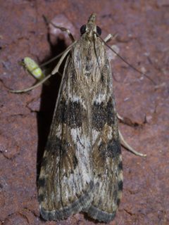 Nomophila nearctica P1460488a by 
xpda. Used under a CC BY-SA 4.0 license.