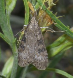 Nomophila nearctica P1530221a by
xpda. Used under a CC BY-SA 4.0 license.
