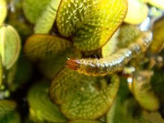Samea multiplicalis larva by Katherine Parys. Used under a CC BY 3.0 us license.