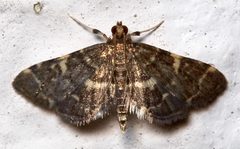 Anageshna primordialis by Mike Boone. Used under a CC BY-SA 2.5 license.