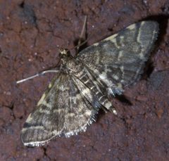 Anageshna primordialis P1610702a by 
xpda. Used under a CC BY-SA 4.0 license.