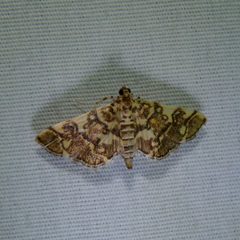 Apogeshna stenialis by John B.. Used under a CC BY 2.0 license.