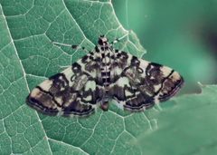 Apogeshna stenialis 1 by Jacy Lucier. Used under a CC BY-SA 4.0 license.