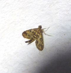 Duponchelia fovealis. Pyraustinae - Flickr - gailhampshire by gailhampshire from Cradley, Malvern, U.K. Used under a CC BY 2.0 license.