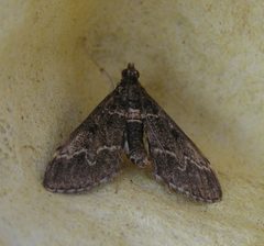 Duponchelia fovealis FvL by Fvlamoen. Used under a CC BY-SA 3.0 license.