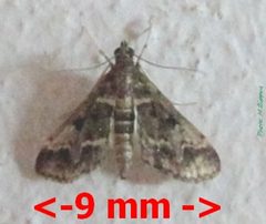 Pyralidae-Duponchelia fovealis fovealis-9mm-29 by Tonton Bernardo. Used under a CC BY-SA 3.0 license.