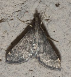 Loxostegopsis merrickalis P1090379a by
xpda. Used under a CC BY-SA 4.0 license.