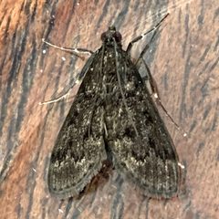 Penestola bufalis by Thomas Irvine. Used under a CC BY 4.0 license.