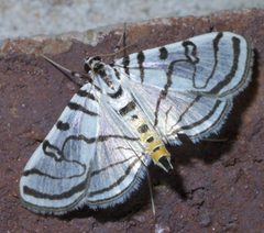 Conchylodes ovulalis P1420514a by 
xpda. Used under a CC BY-SA 4.0 license.