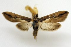 Ercta vittata by CBG Photography Group, Centre for Biodiversity Genomics. Used under a CC BY 3.0 license.